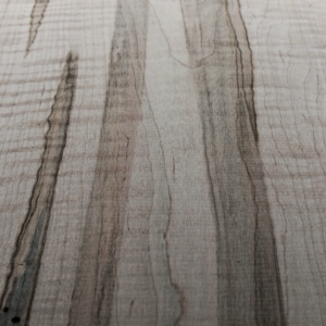 Curly Ambrosia Maple aka wormy maple