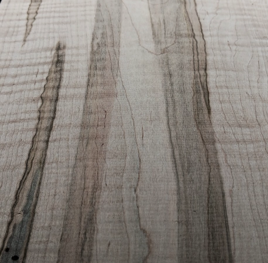 Curly Ambrosia Maple aka wormy maple
