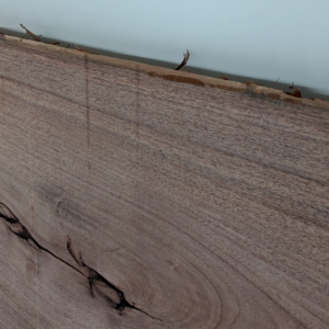 Mesquite live-edge slab, 1 1/8" x 15" - 17" x 68"